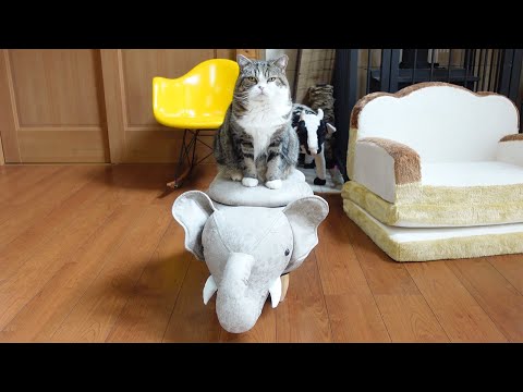 今夜は箱の中で溶けてるねこ。-Maru is melting in the box tonight.-