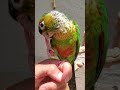 &quot;Max&quot; - Opaline Black Capped Conure 5-31-2020