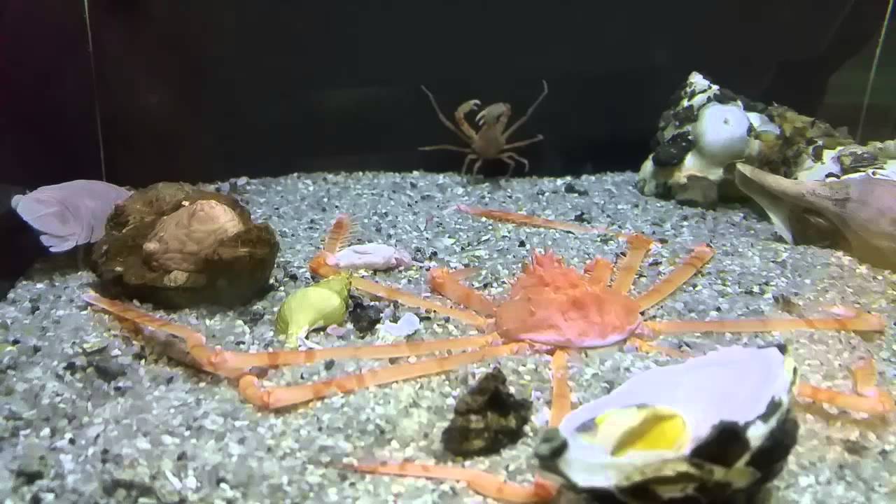 Platymaia alcocki ﾋﾗｱｼｸﾓｶﾞﾆ