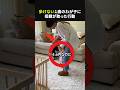 歩き始めない1歳のわが子に母親が試したこととは…!#感動#感動ショート#ほっこり#赤ちゃん