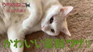 うちのねこ‍⬛はく♂のあ♀  かわいい反則ワザ‼