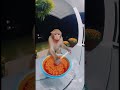 Monkey spicy 🌶️ #viral #memes #funny #relatable #funnymemes #cute #viralmemes