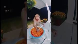 Monkey spicy 🌶️ #viral #memes #funny #relatable #funnymemes #cute #viralmemes
