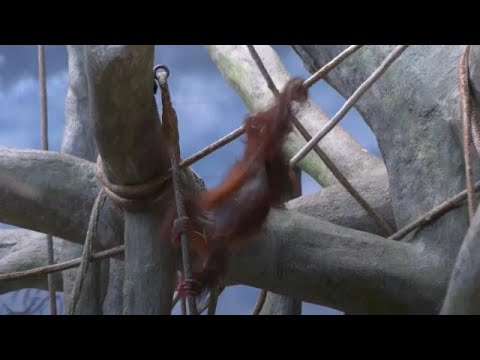 Heidi the orangutan celebrates 2nd birthday in Chicago Zoo