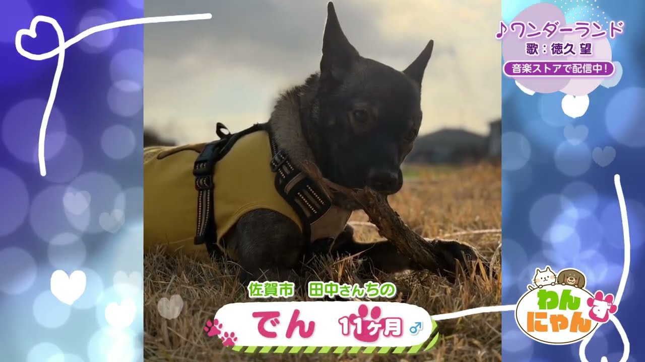 Wan-Nyanz Dog] Den-kun, 11 months old - Aired September 3rd - YouTube