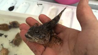 Toad Fish - Longhorn Sculpin
