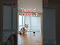 【My pet...】#shorts