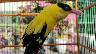 Download Lagu BUTUH WAKTU LAMA MENJINAKKAN BURUNG KEPODANG OMBYOKAN, HARUS SABAR DAN TELATEN MP3