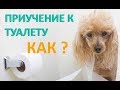 Как приучить щенка к туалету.