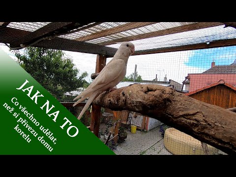 Video: How to Keep a Love Bird (with Pictures)