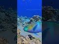 parrotfish 🐟                                              #parrotfish #ocean #shorts