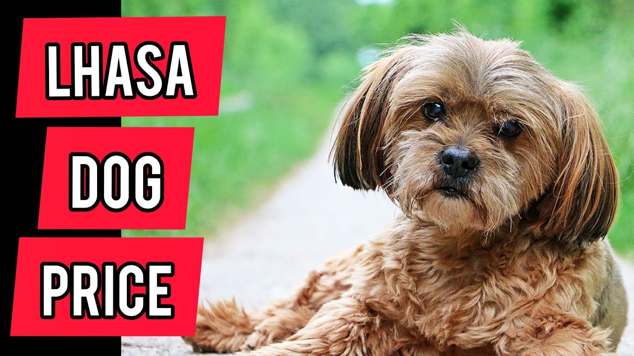 Lhasa dog price in India 2021 Lhasa dog price Lhasa Apso dog lhasadogprice YouTube