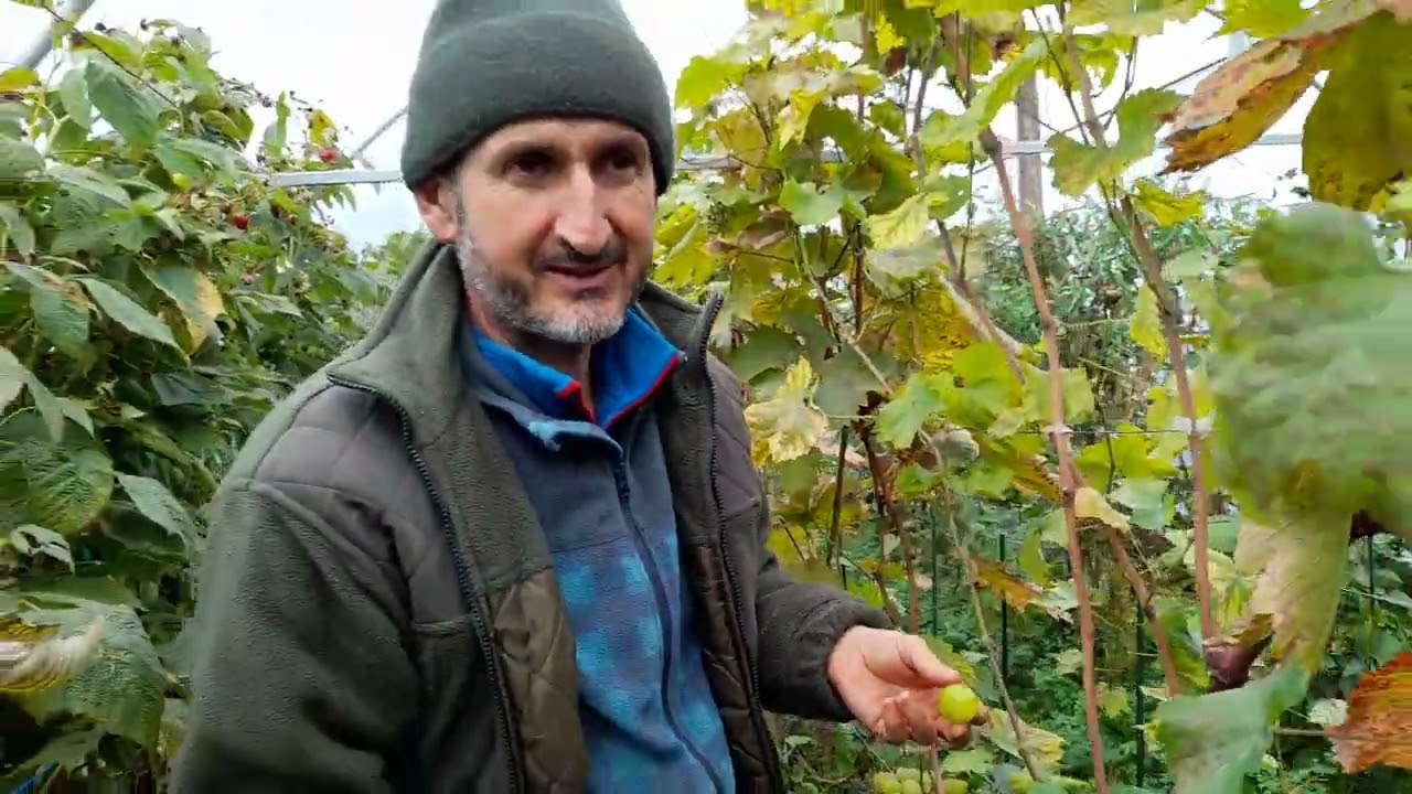 Un strugure urias de aproape 2 kg   soiul Melody