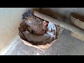 Tirando a galinha de pintinhos do ninho após ter chocado quase todos os seus ovos.