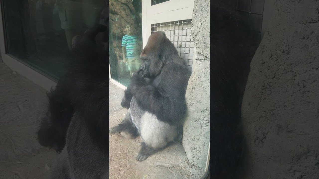 Nose picking gorilla Dallas zoo - YouTube