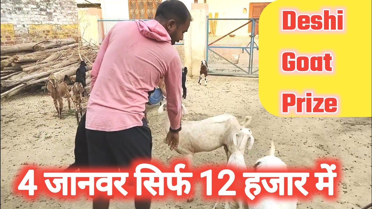 Deshi Bakri Kitne Me MilegiVimalumrao YouTube