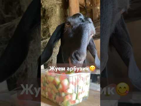 #лето #природа #козы #деревня #рекомендации #дом #шортс #новости #топ #еда #животные
