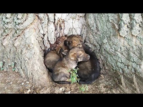 Video: Lietas ir pārvērtušās par saldu, skumju suni, kas atrodas tūkstošiem ērču