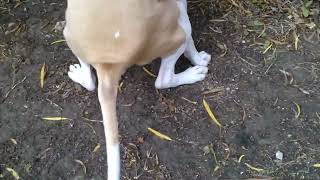 Female Dog Pooping