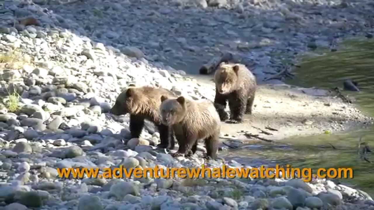 Grizzly Expedition With Discovery Marine Safaris YouTube