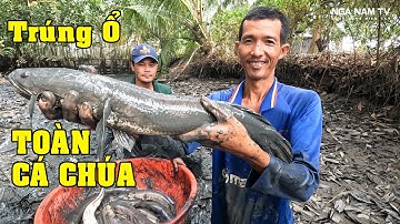 Tóm Gọn Cả Bầy Cá Lóc Chúa Bắt Cá Như Phim Hành Động Cực Vui P.7/Catch The Fish/NGÃ NĂM TV