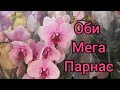 17.04.21.прогулка по ОБИ Мега Парнас.. Орхидеи и не только..