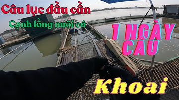 |Câu cá sông| Câu cá lưỡi lục đầu cần cạnh lồng bè nuôi cá sông Thái Bình - Một ngày câu khoai sắn.