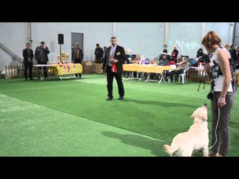 Dog Show Iveria Star 2015 - JUNIOR SHOW