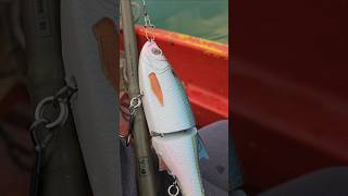 casting al luccio #fishing #pike #boat