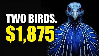 9 Rarest Guinea Fowl That Sell for Up to $1,875 a Pair