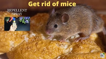 best way to get rid of mice| house mice facts| snap traps for mice| how to get rid of mice naturally