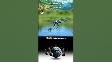 Siêu Thợ Săn Chuồn Chuồn #khamphamuonloai