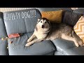 GUILTY DOG! Millie The Husky Eats Baby Food!!