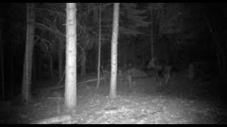 Sasquatch in northern Idaho