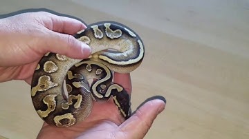 Mojave Sugar Ball Python pick up @ Queen City Constrictors