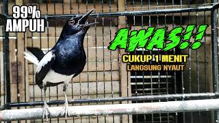 Suara Kacer ini Bikin Kacer Lawan Emosi Gacor, Pancingan Kacer Agar Cepat Emosi Gacor