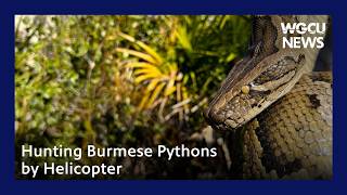 Hunting Burmese Pythons by Plane