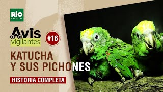 Avis Vigilantes  Yellowcrowned Parrot  'Katucha and her newborns' Episode #16