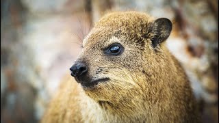 Hyraxes as Pets: Exploring the 10 Pros and Cons🐾🐾🐾