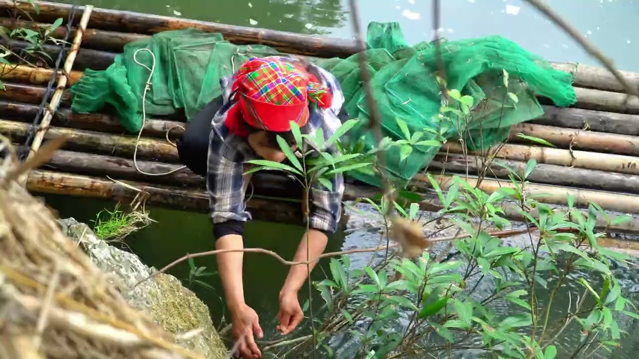 How to catch giant fish using treetops for sale - a novel fishing ...