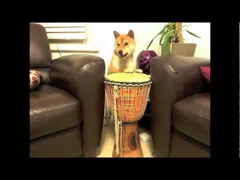Elee the Shiba Inu playing djembe & other tricks - CRUFTS Factor