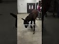 Winston has come so far since his day of rescue🤍 #rescueme #horse #savetheanimals