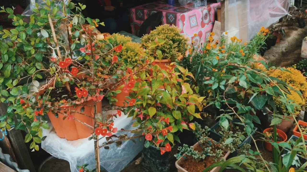  Bunga  bunga Cinta  Kundasang Sabah part 1 YouTube