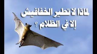 الخفافيش 10 معلومات شيقة عن الخفاش