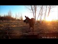 Лось пришёл на солонец.Moose came to eat salt.Der Elch ist gekommen, um Salz zu essen