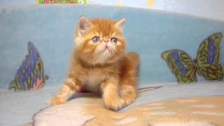 Exotic cattery Fayna Kisya http://fayna-kisya.jimdo.com/ Exotic cattery Fayna Kisya http://fayna-kisya.jimdo.com/