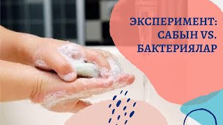 Эксперимент: сабын vs. бактериялар