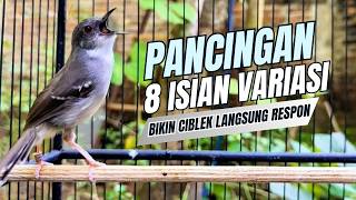 CIBLEK SEMI GACOR AMPUH UNTUK PANCINGAN CIBLEK BAHAN DAN MASTERAN CIBLEK MACET SEKETIKA NYAUT