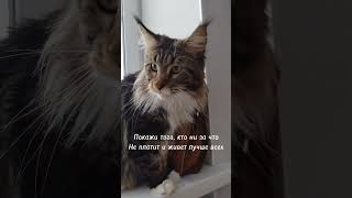 #shortsyoutube #youtubeshorts #мейнкуны #кот #shorts #pets #юмор