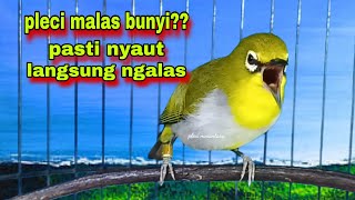 Pleci Buxtoni Gacor,Pancingan Pleci Terampuh Untuk Pleci Bahan || Pancingan Pleci Malas Bunyi